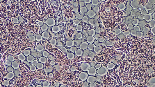 The Science of Stem Cells: 6 Natural Ways to Boost Regeneration Without Costly Treatments